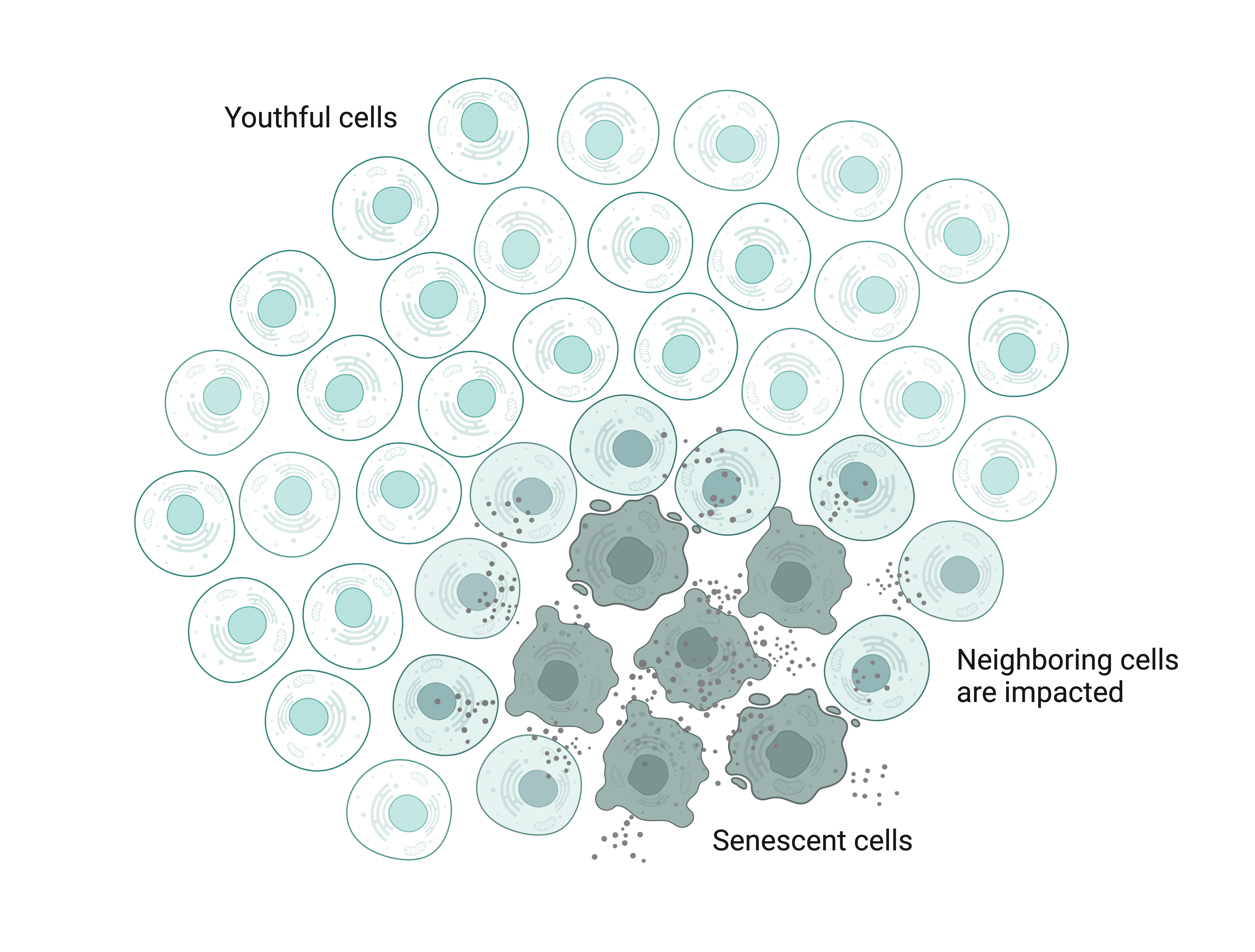 senescent cells impact surrounding healthy cells