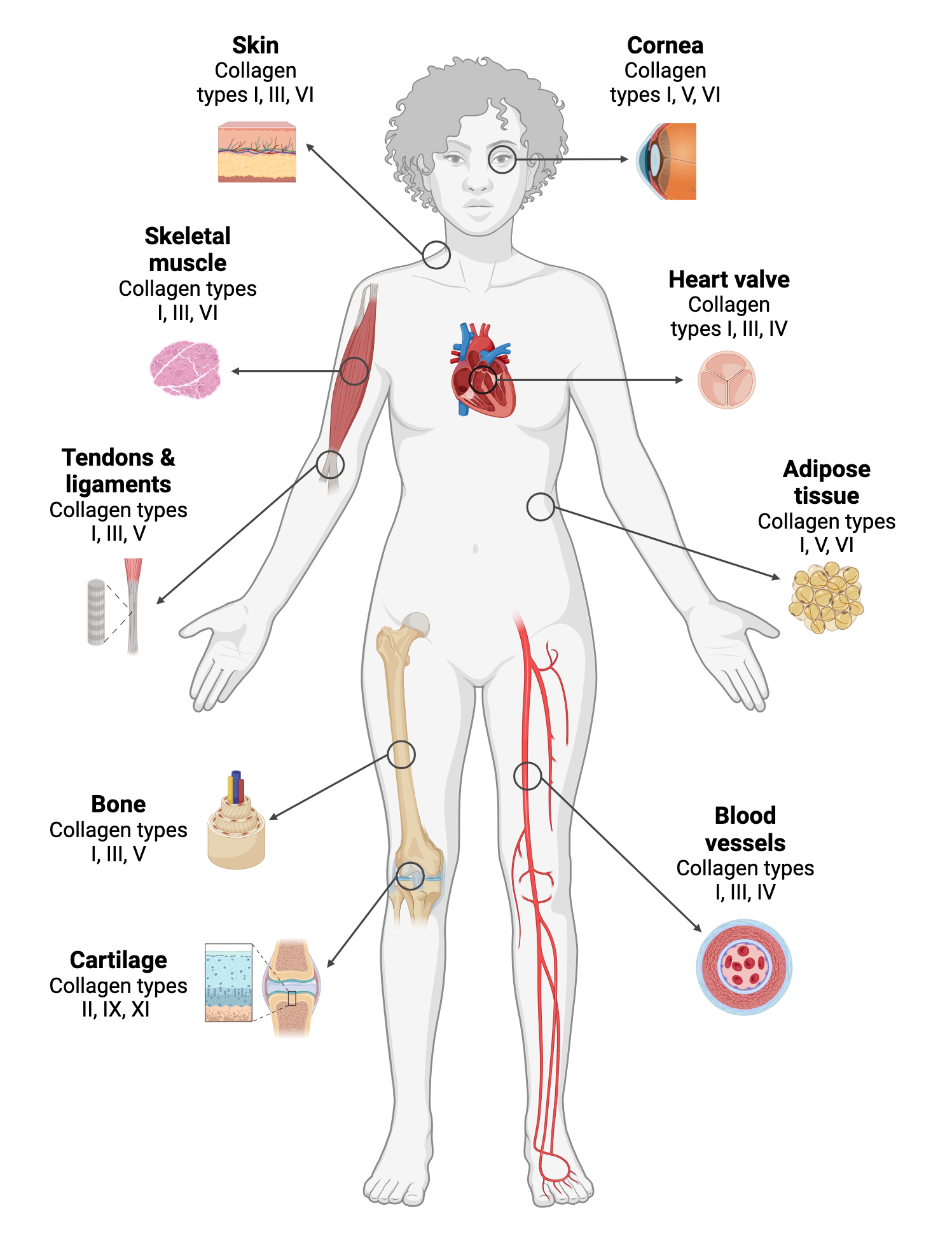 Collagen distribution in the body