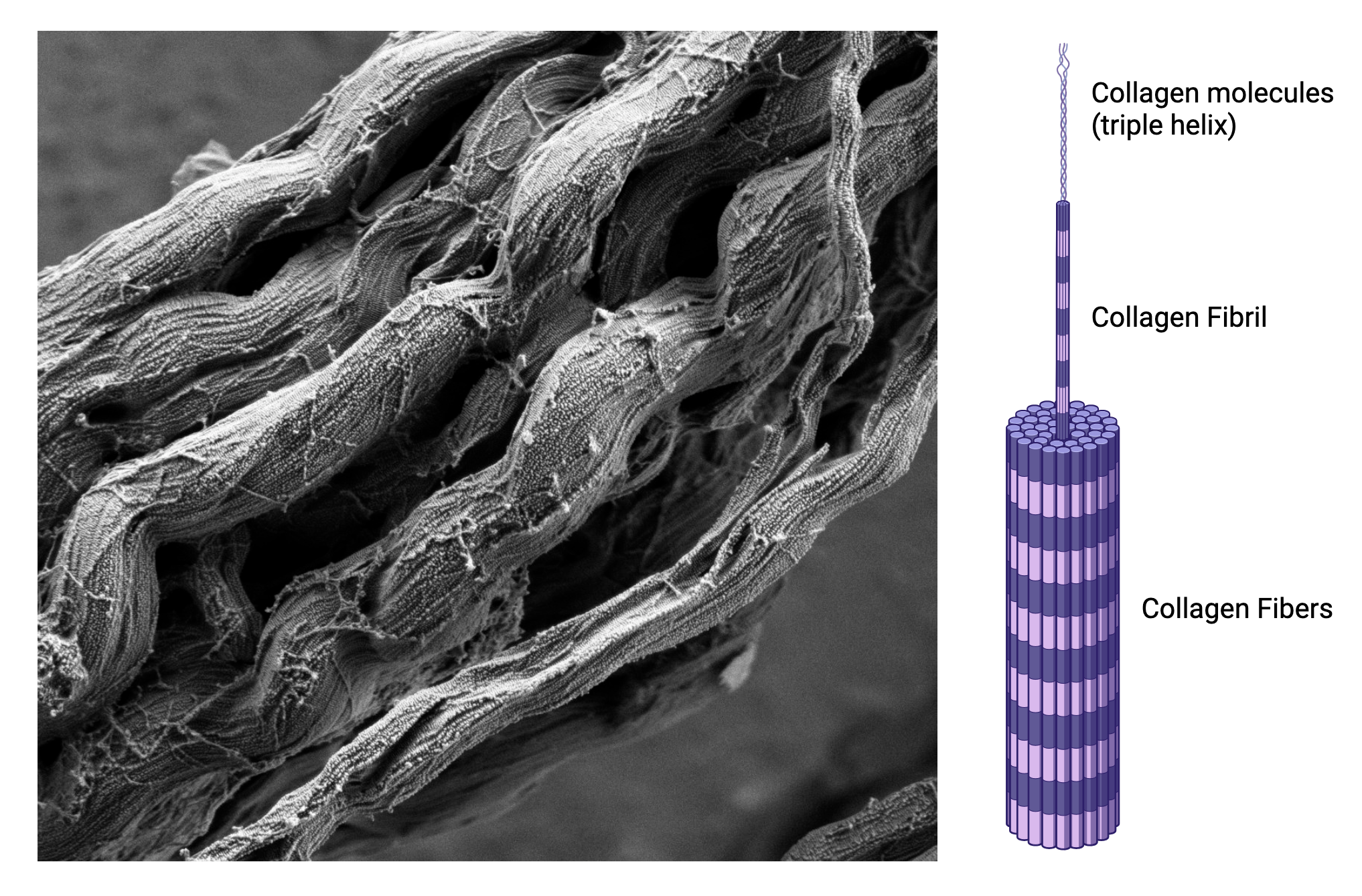 Collagen structure