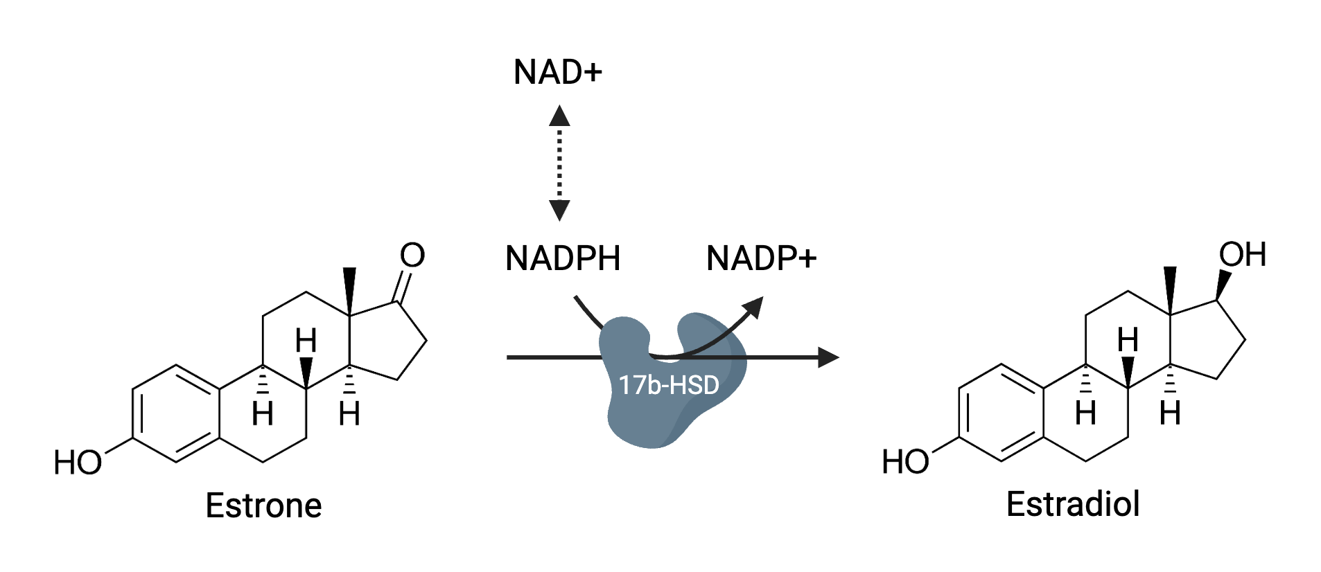 Role of NADPH in estrone to estradiol conversion