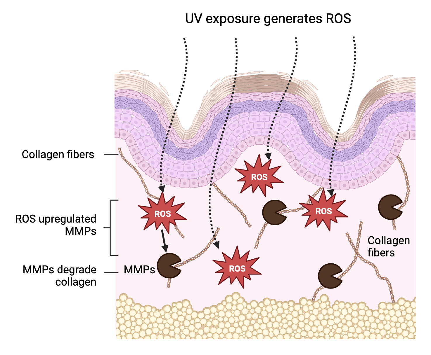 uv exposure generates ROS