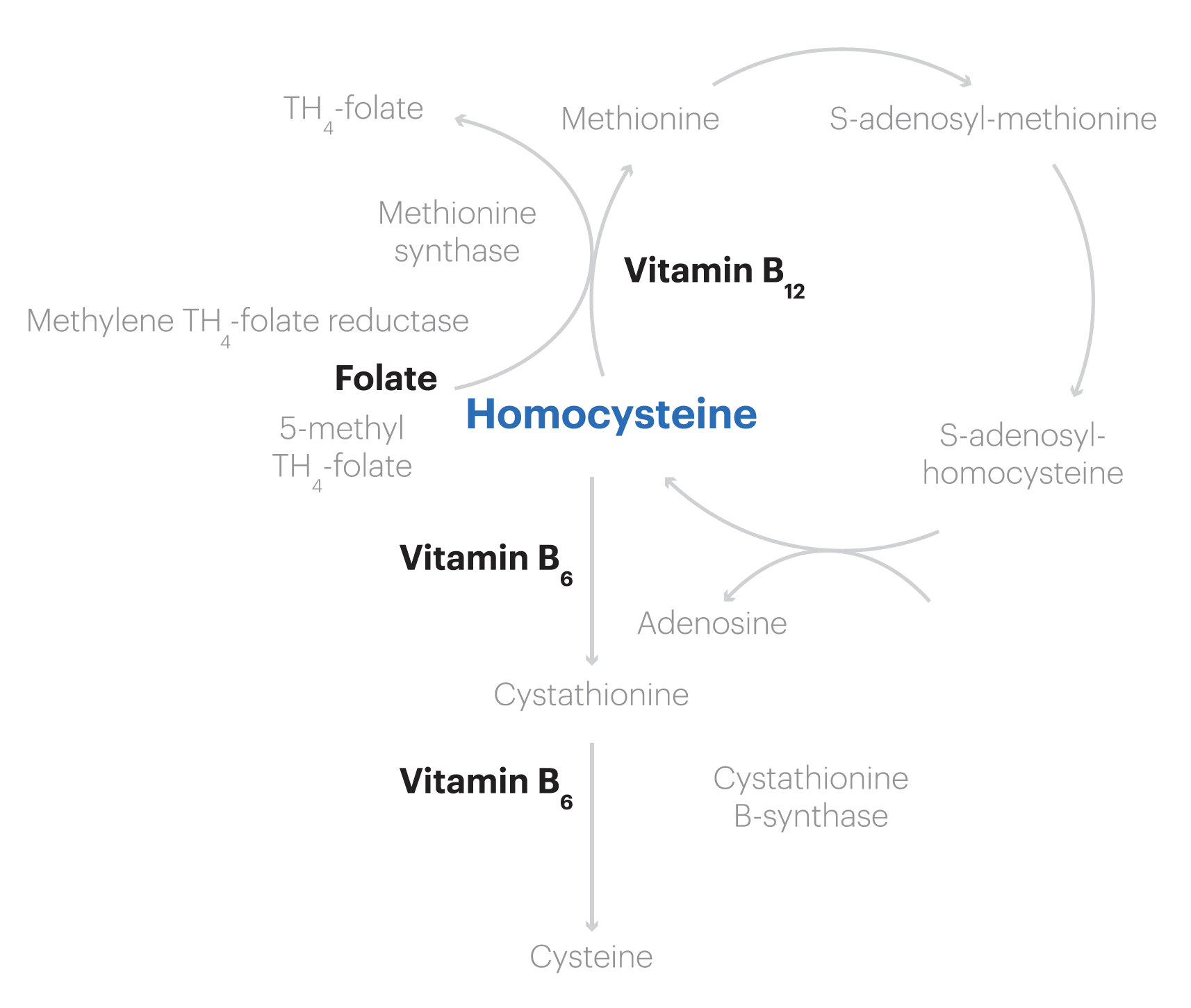 homocysteine metabolism