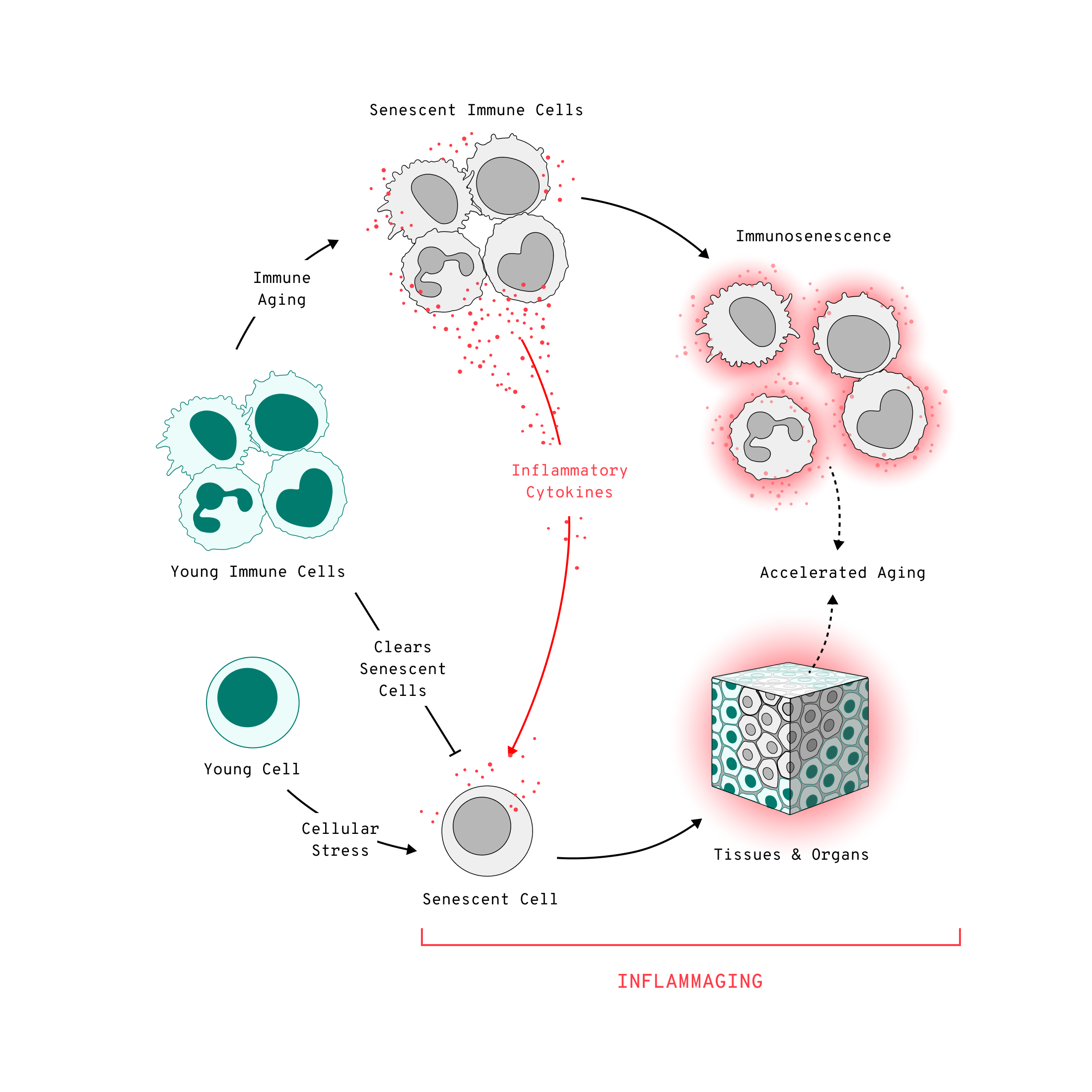 Illustration showing the relationship between immune aging, cellular senescence, and inflammaging