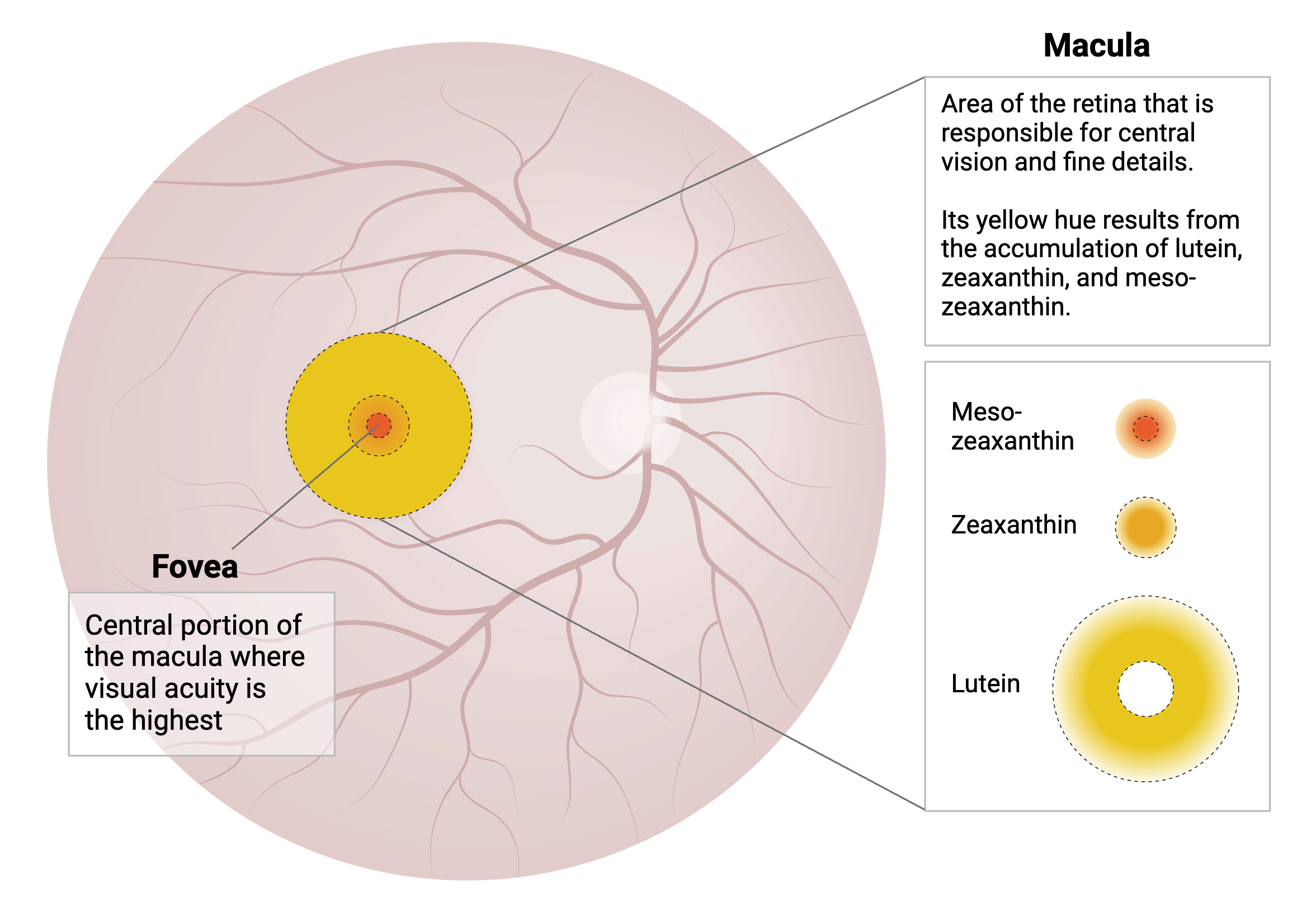 Macular pigment distribution in the retina