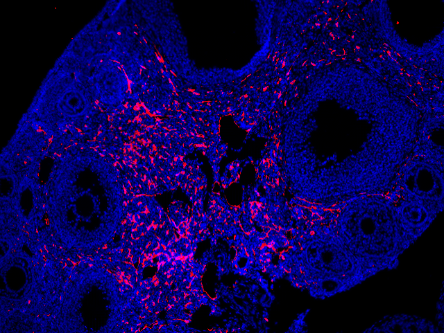 Cross section of a mouse ovary showing CD38 expression in red